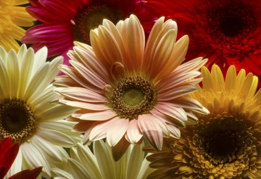 Closeup of colorful Gerber daisies clipart