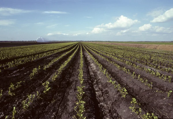 Rows of young celery in a field — Stock Photo, Image