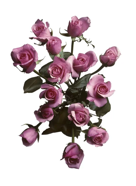 stock image Overhead view of a bouquet of pink roses