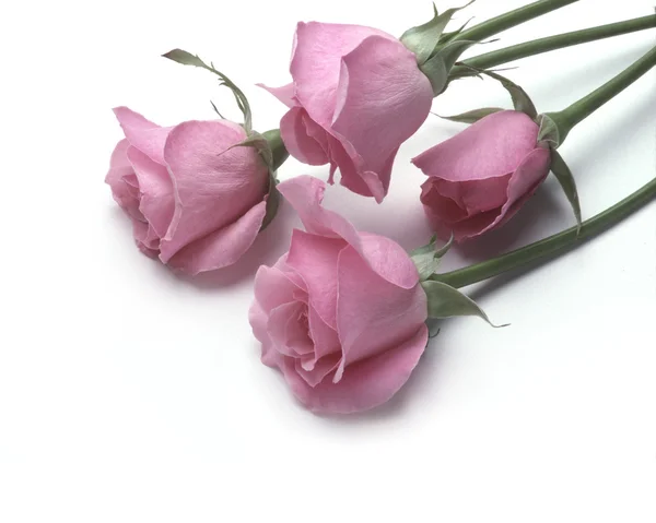 Четыре розовых розы лежат на белой поверхности — стоковое фото