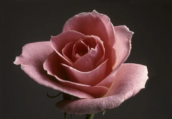 Closeup of a peach colored rose — Stock Photo, Image