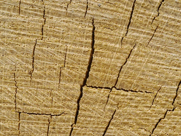 Фон из секции дерева — стоковое фото