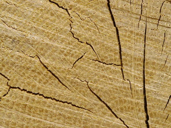 Фон из секции дерева — стоковое фото