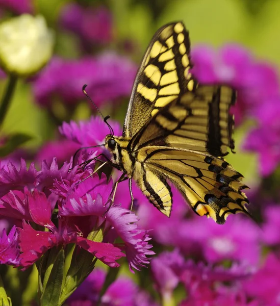 The butterfly on a pink flower — Stock Photo, Image