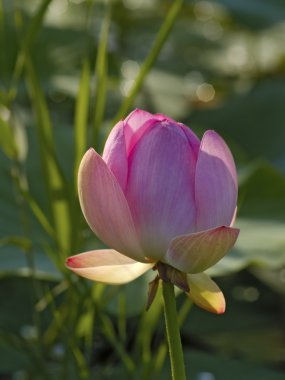 Pembe çiçek lotus