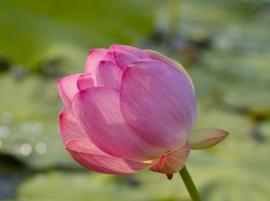 Pembe çiçek lotus