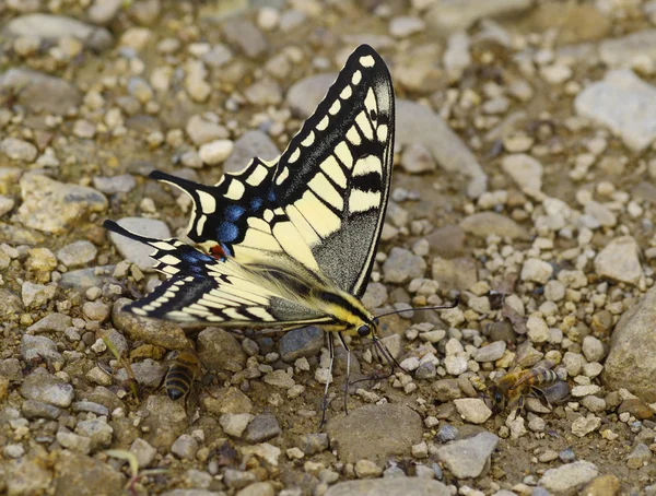 De vlinder, geel, zwart met bijen — Stockfoto