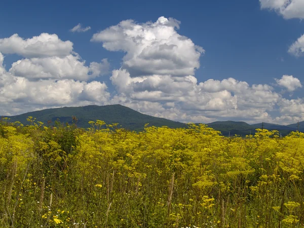 Квітучий луг і хмарне небо — стокове фото