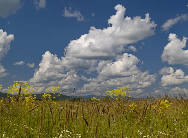 Blühende Wiese und wolkenverhangener Himmel — Stockfoto