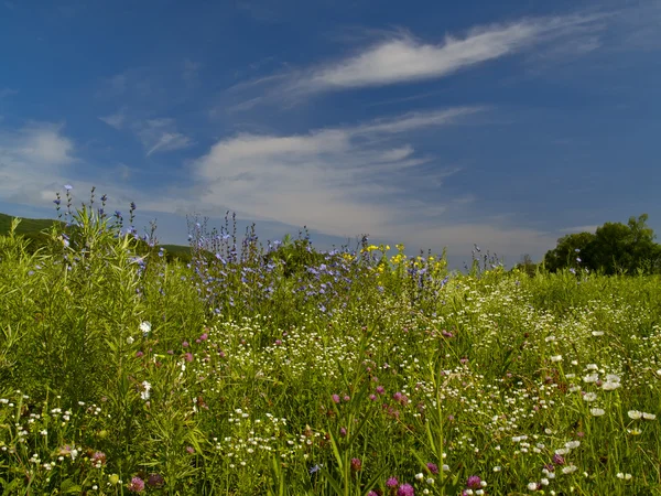 開花の草原と曇り空 — ストック写真