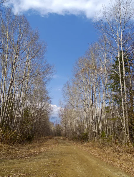 Estrada de madeira na primavera — Fotografia de Stock