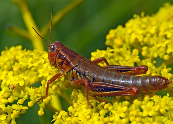 Velké Hnědé Locust Sedí Malé Žlutý Květ — Stock fotografie