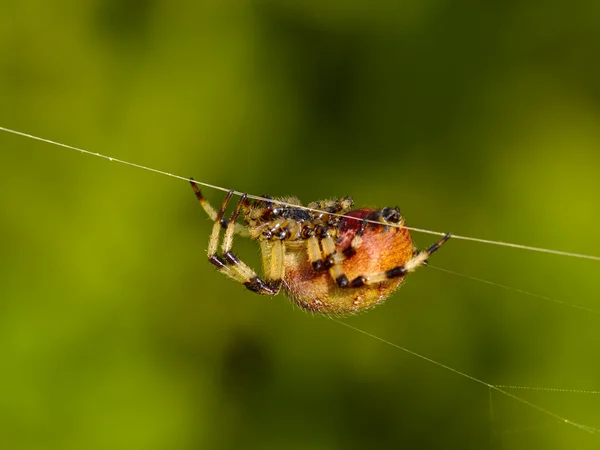 A grande aranha em uma web — Fotografia de Stock