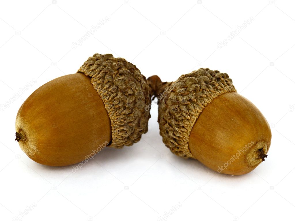 Two ripe acorns isolated on a white background