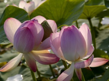 pembe lotus