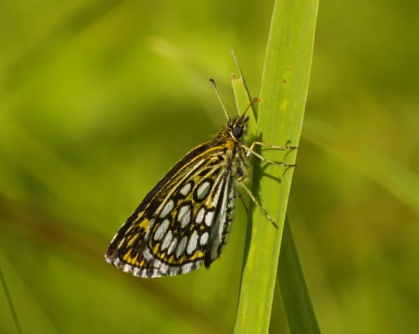 La mariposa abigarrada en la hoja — Foto de Stock