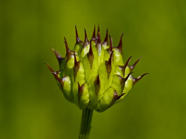 Flower of trolls - a fruit — Stock Photo, Image