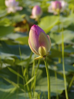 Pembe çiçek lotus