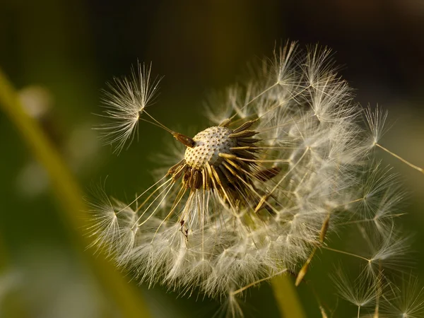 Seeds of a dandelion — Stock Photo, Image