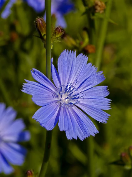 Cikória virág — Stock Fotó