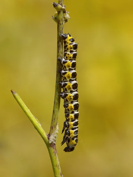 Motley caterpillar — Stock Photo, Image