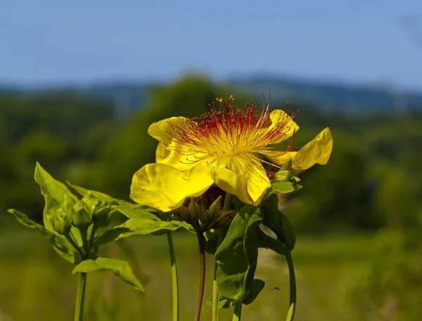 Fleur jaune une vue latérale — Photo