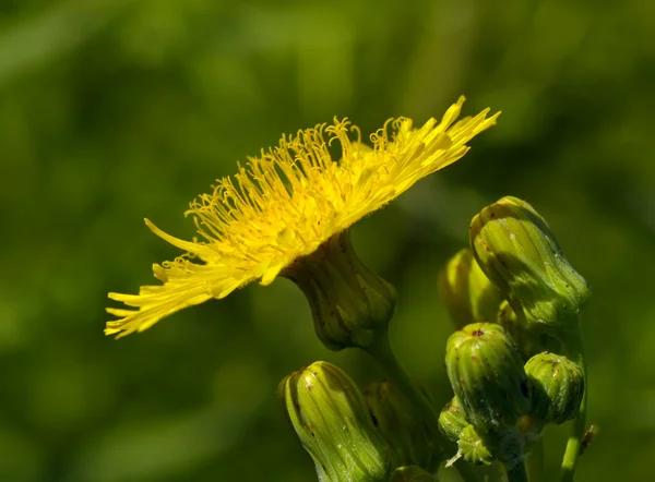 Κίτρινο λουλούδι μια πλάγια όψη — Φωτογραφία Αρχείου