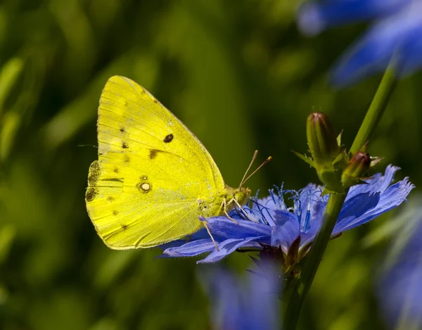 La mariposa sobre una flor de achicoria — Foto de Stock