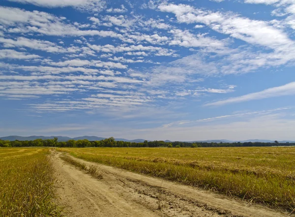 Полосатые облака над очищенным пшеничным полем — стоковое фото