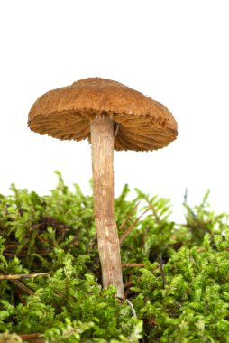 Zehirli agaric (Cortinarius uliginosus) üzerinde yeşil yosun