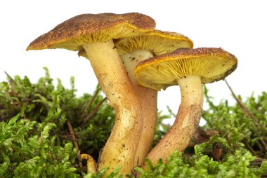 Zehirli agaric (Hypholoma fasciculare) üzerinde yeşil yosun