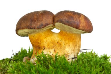 Pair of adnate boletus badius mushrooms clipart
