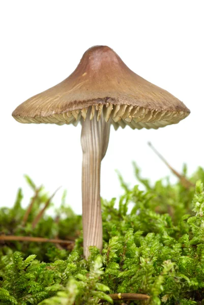 Poisonous agaric (Mycena inclinata) on the green moss — Stock Photo, Image