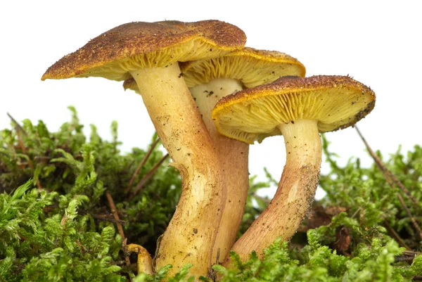 Poisonous agaric (Hypholoma fasciculare) on the green moss — Stock Photo, Image