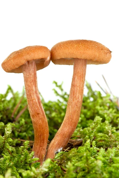 Poisonous agaric (Laccaria proxima) on the green moss — Stock Photo, Image