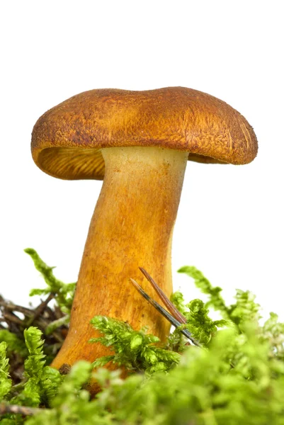 Poisonous agaric (Tricholomopsis rutilans) on the green moss — Stock Photo, Image