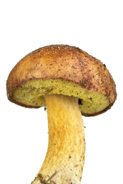 Крупный план гриба boletus badius — стоковое фото