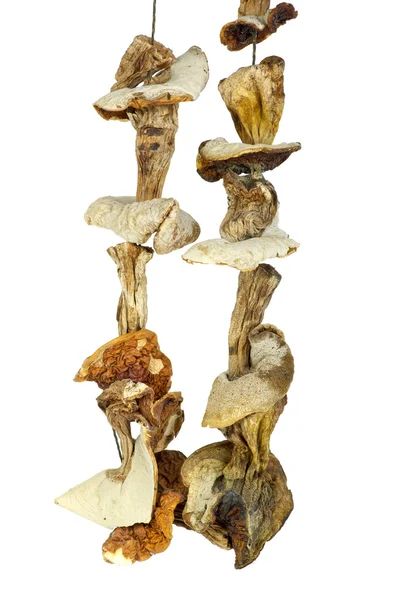 일부 말린된 cepe 밧줄에 매달려 버섯 — 스톡 사진