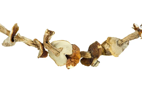 Dried cepe mushrooms on the rope — Zdjęcie stockowe