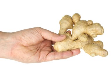 Hand hold ginger root isolated on the white background clipart