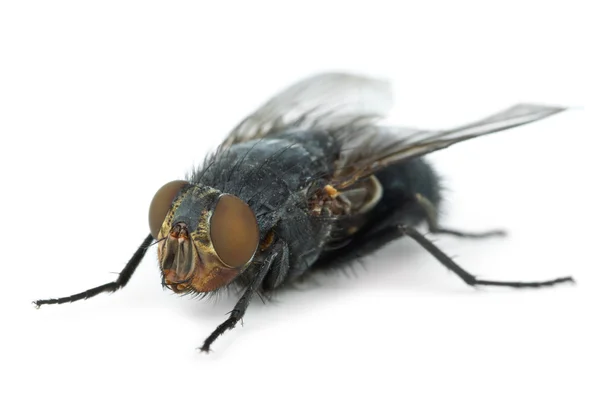 Grande mosca (Calliphora vicina ) — Fotografia de Stock