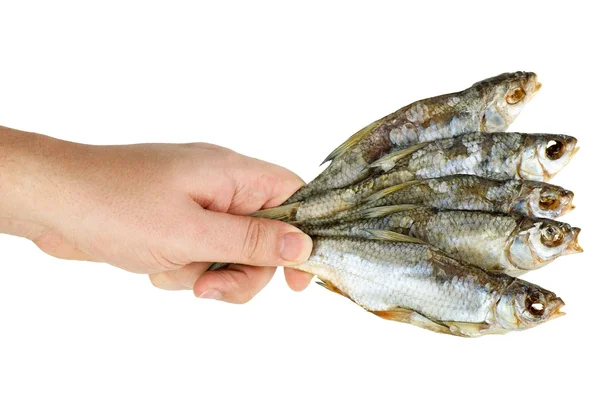 Tenez à la main quelques poissons séchés salés — Photo