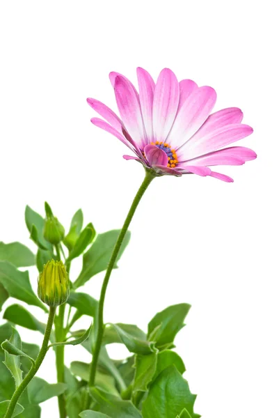 stock image Pink arctotis flower