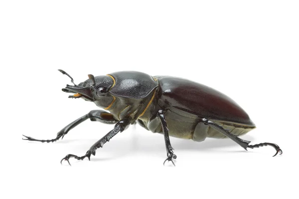 stock image Female stag beetle