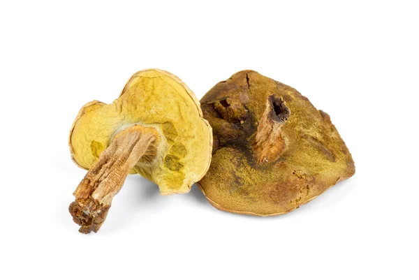 Two dried mushrooms — Stock Photo, Image