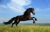 gyönyörű fekete ló a pályán játszik