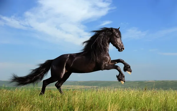 Belo cavalo preto jogando no campo — Fotografia de Stock