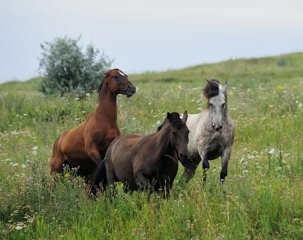 Trzy dzikie konie na polu — Zdjęcie stockowe