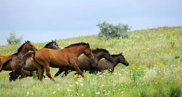 Стадо диких лошадей бежит по полю — стоковое фото
