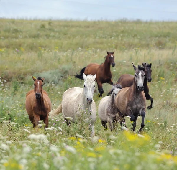 Manada de cavalos selvagens a correr no campo — Fotografia de Stock